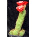 Trichocereus cv Deep Orange 3-gallon pots