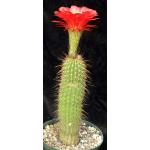 Trichocereus cv Deep Orange 8-inch pots