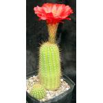 Trichocereus cv Incandescent Crimson one-gallon pots