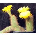 Trichocereus cv Incandescent Gold 3-gallon pots