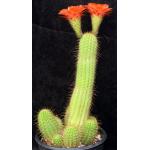 Trichocereus cv Orange 5-gallon pots