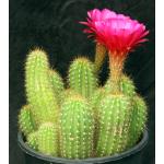 Trichocereus cv Purple Daze 3-gallon pots