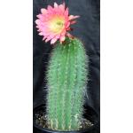Trichocereus cv California Red 5-gallon pots