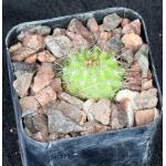 Trichocereus cv Britsch 2-inch pots