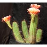 Trichocereus cv Apricot Glow 5-gallon pots