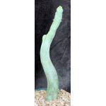 Trichocereus cv Bruce’s Dragon 8-inch pots