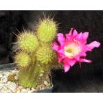 Trichocereus cv Glorious one-gallon pots