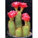 Trichocereus cv Incandescent Crimson 5-gallon pots