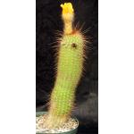 Trichocereus cv Incandescent Gold 8-inch pots