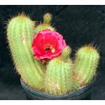 Trichocereus cv Incandescent Crimson 2-gallon pots