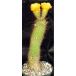 Trichocereus cv Incandescent Gold 8-inch pots