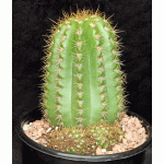 Trichocereus cv Sun Goddess 2-gallon pots