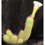 Trichocereus cv White 2-gallon pots