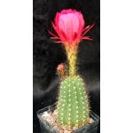 Trichocereus grandiflorus (red) 5-inch pots