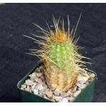 Trichocereus huasha (long spines) 4-inch pots