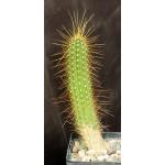 Trichocereus huasha (long spines) 5-inch pots