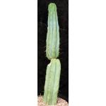 Trichocereus pachanoi 10-inch pots