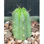 Trichocereus pachanoi 4-inch pots