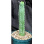 Trichocereus pachanoi 8-inch pots