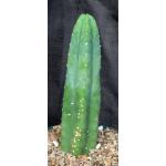 Trichocereus pachanoi cv Star Huancabamba 8-inch pots