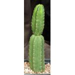 Trichocereus pachanoi one-gallon pots