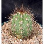 Trichocereus pasacana 8-inch pots