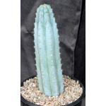 Trichocereus peruvianus cv Althea 2-gallon pots