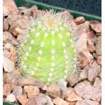 Trichocereus prolifera 4-inch pots