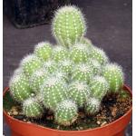 Trichocereus prolifera 6-inch pots