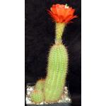 Trichocereus pseudocandicans one-gallon pots