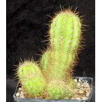 Trichocereus purpureopilosus one-gallon pots