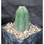 Trichocereus scopulicola 5-inch pots