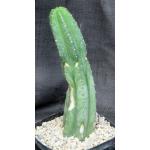 Trichocereus scopulicola one-gallon pots