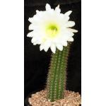 Trichocereus spachianus 2-gallon pots