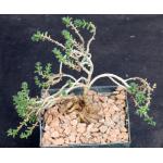 Trichodiadema bulbosum 5-inch pots