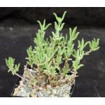 Trichodiadema decorum 5-inch pots