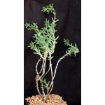 Trichodiadema littlewoodii one-gallon pots