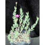 Trichodiadema intonsum 5-inch pots