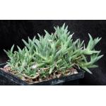 Trichodiadema mirabile 5-inch pots Trichodiadema mirabile 5-inch pots