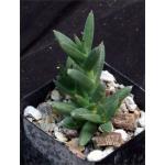 Trichodiadema mirabile 2-inch pots Trichodiadema mirabile 2-inch pots