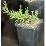 Trichodiadema intonsum 5-inch pots