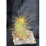 Trichocereus huasha (long spines) 5-inch pots