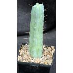 Trichocereus pachanoi 5-inch pots
