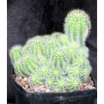 Trichocereus prolifera one-gallon pots