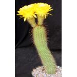 Trichocereus cv Incandescent Gold 8-inch pots