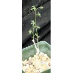 Tumamoca macdougallii 4-inch pots