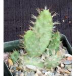 Tunilla corrugata 4-inch pots