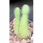 Tunilla picardoi 4-inch pots