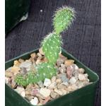 Tunilla picardoi 4-inch pots