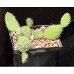 Tunilla picardoi 5-inch pots